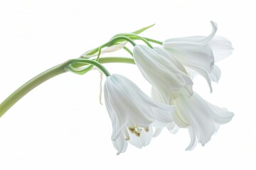 White Bluebell Isolated on White Background. Beautiful Bluebell Flower