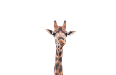Obraz premium Backlit Giraffe
