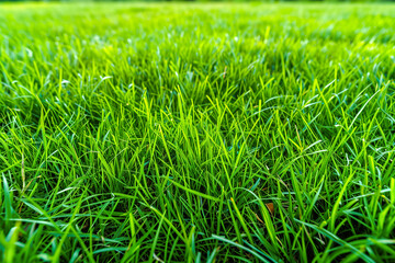 Fototapeta premium Wide format background image of green carpet of neatly trimmed grass. Beautiful grass texture on bright green mowed lawn, field, grassplot in nature.