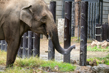水を飲むインドゾウ