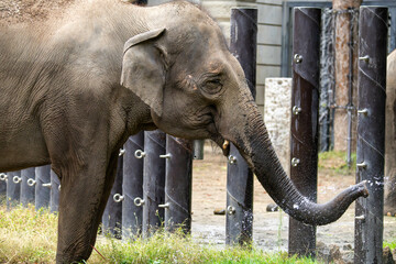 水を飲むインドゾウ