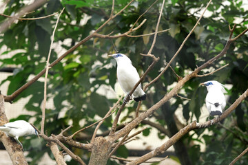 Low Angle of Majestic Bali myna (Leucopsar Rothschildi), Showcasing its Unique Features And Serene Expression.

