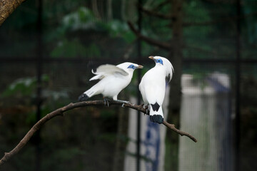 Two Majestic Bali Myna Bird (Leucopsar Rothschildi) showcasing its unique features and serene expression at Zoo