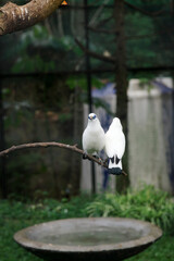 Two Majestic Bali Myna Bird (Leucopsar Rothschildi) showcasing its unique features and serene expression at Zoo