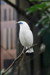 Close-up of a majestic Bali myna (Leucopsar rothschildi), showcasing its unique features and serene expression.
