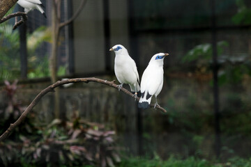 Two Majestic Bali Myna Bird (Leucopsar Rothschildi) showcasing its unique features and serene expression at Zoo