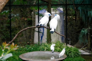 Group of Bali Myna a White Bird With Blue Eyes on Big Bird Cage at Zoo