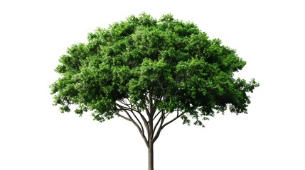 Obraz premium Majestic Rain Tree: Lush Greenery in Full Bloom 