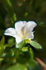 Common purslane (Portulaca oleracea), spanish verdolaga, ornamental and edible plant, Portulaca, the purslanes, on green background