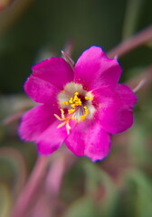 Common purslane (Portulaca oleracea), spanish verdolaga, ornamental and edible plant, Portulaca, the purslanes pink flowers