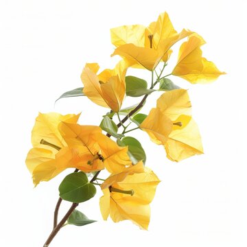 recommend clip art: Yellow Bougainvillea Isolated on White Background. Beautiful Bougainvillea Flower
