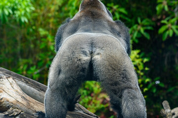 Silverback turning his ass toward camera
