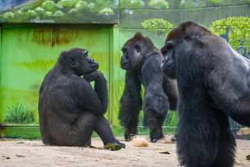 male and female Adult Western Lowland Gorilla Closeup Profile (Gorilla gorilla gorilla)