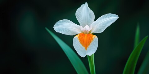 Fototapeta premium Closeup of a white and orange African iris, also known as Fortnight lily or Morea iris. The flower stands alone against a dark green background. Copy space. Wallpaper. Dietes iridioides.