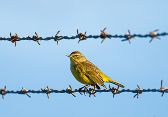 Palm Warbler on Barbed Wire
