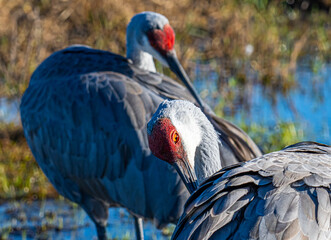 Sandhill Crane Pair