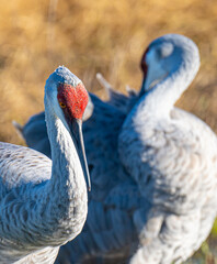Sandhill Cranes Close-up