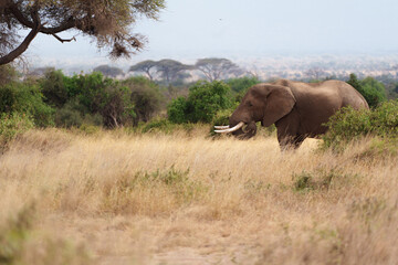 Fototapeta premium Elephant with tusks eating grass in front of trees