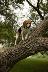 Dog on a walk. Dog on a tree. Walk in nature. 
four-legged friend