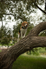 Dog on a walk. Dog on a tree. Walk in nature. 
four-legged friend