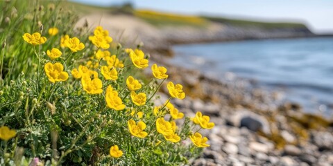 Obraz premium Yellow flowers along the shoreline. (Tribulus terrestris Linn.)