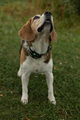 nature, landscape. Autumn. walk in nature. Dog on a walk. The puppy is walking. best friend pet