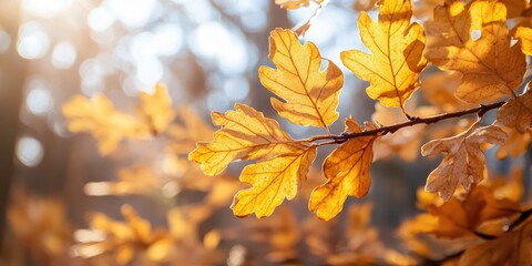 Obraz premium Closeup of beautiful yellow oak autumn leaves. Background featuring an autumn landscape. Abstract autumn background with golden oak. Nature forest background in autumn for design. Copy space.