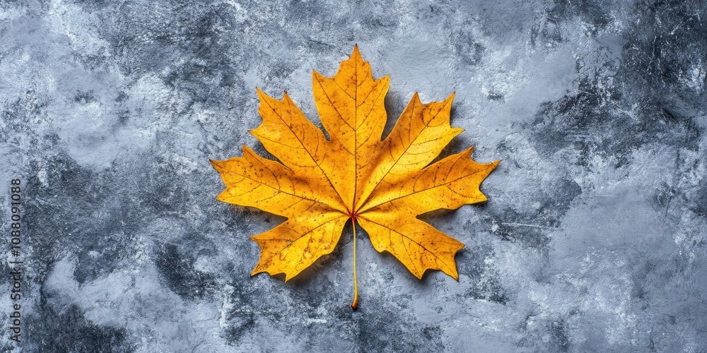 Poster autumn theme. yellow maple leaves positioned in the center of an image on a gray concrete backdrop. 