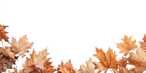 Beautiful dry maple leaves in autumn against a white background, with room for text.