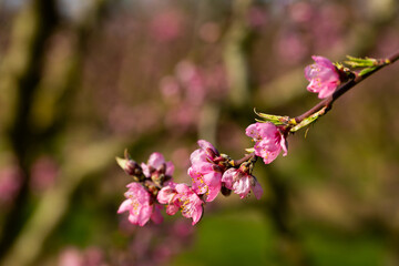 Obraz premium Beautiful blooming peach trees in spring garden