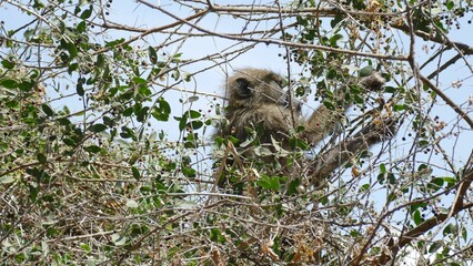 Baboon picking and eating berries in a tree