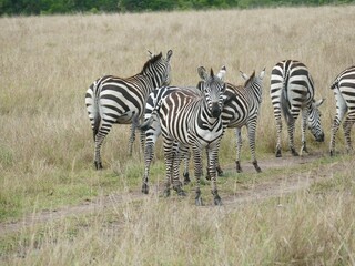 Group of zebras grazing in the african savannah during a safari