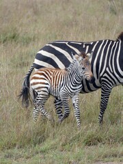 Zebra foal walking near its mother in the savannah