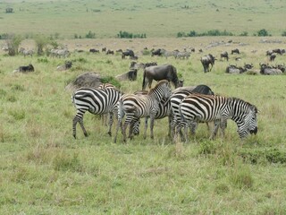 Zebras and wildebeests grazing in the african savanna