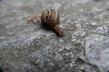 Snail crawling on a rock on a sunny day