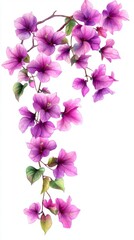 Vibrant Purple Bougainvillea Branch Floral Design Watercolor Painting Botanical Illustration Spring