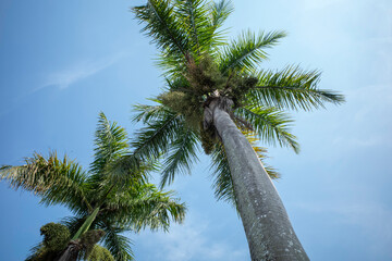 Areca nut palms, Betel Nuts, Betel palm (Areca catechu) hanging on its tree