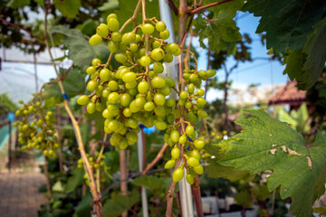 Close up of green grapes, Vitis vinifera, hanging on its tree branch