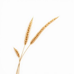 ears of wheat Isolated On a White Background