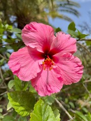 pink hibiscus flower