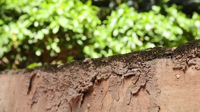 Ants Moving Across a Wall