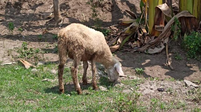 cute the sheep