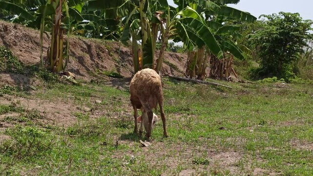 cute the sheep
