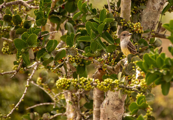 bird on a tree