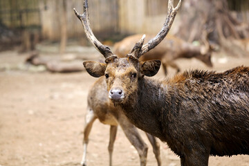 Group of Deer in Zoo Cage Walking on Ground
