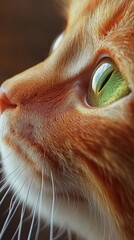 close-up of an orange cat face with green eyes