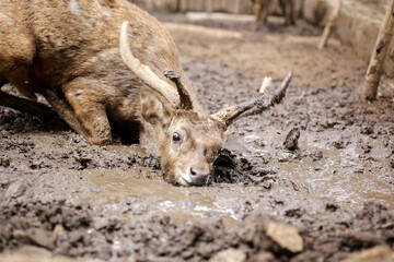Brown Deer Lying on The Dirty Mud