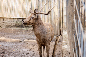 Portrait of Javan Deer at Zoo Against Nature Background