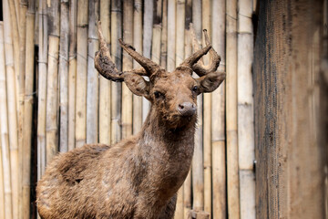Portrait of Javan Deer at Zoo Against Nature Background