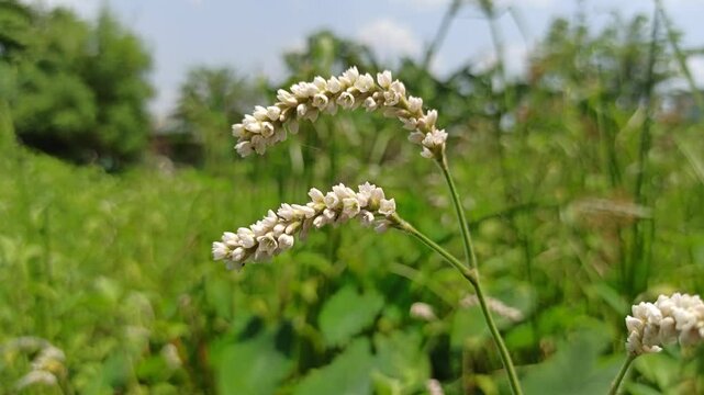 Persicaria lapathifolia